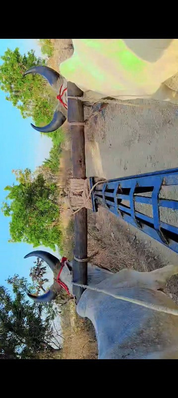 વઢિયારા છ- છ દા...