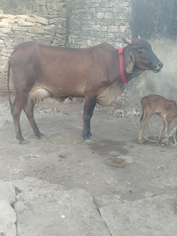 હા વેચવાની ગાય...
