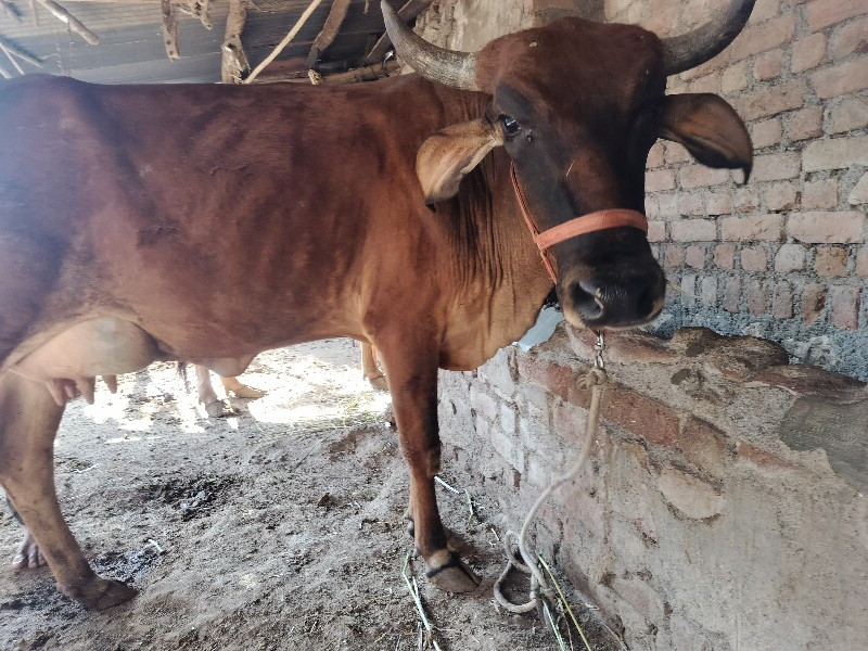 પેલું વેતર જર્સ...