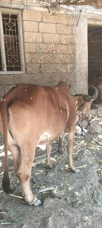 ગાય વેંચવા ની છ...