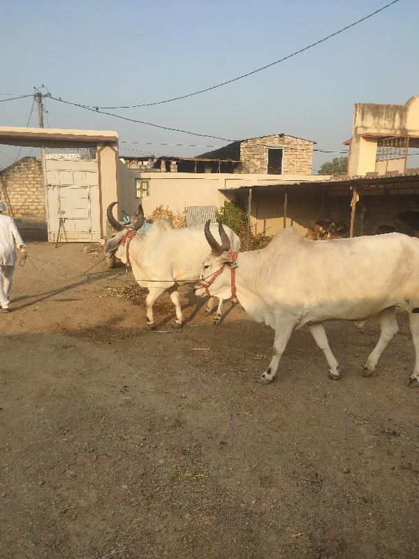 વઢિયાર બળદ