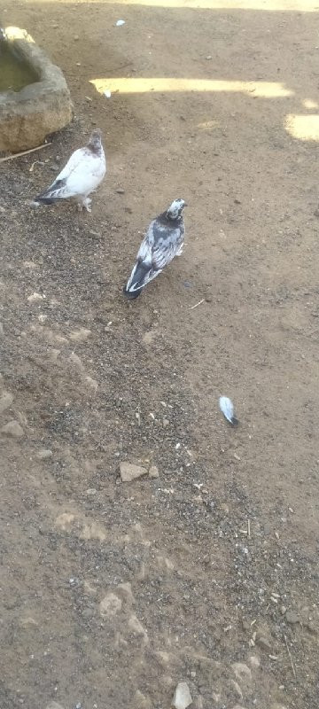 કબુતર વેચવાના છ...