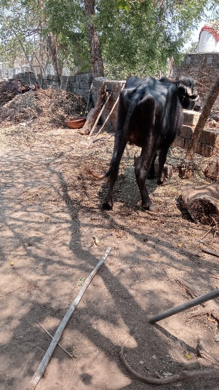 ભેંસ વેસવાની સે