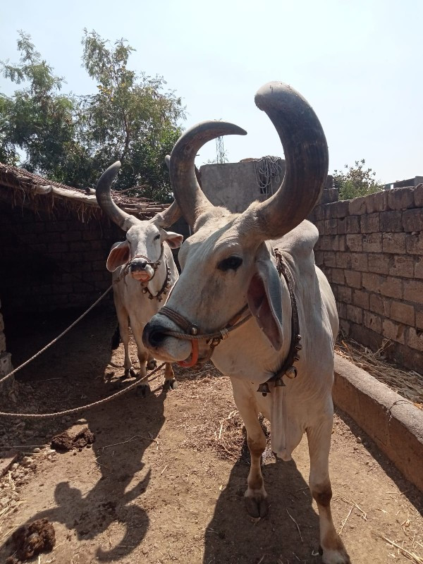 વેચવાના છે