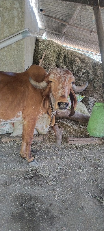 મોહન બુલ ની સે