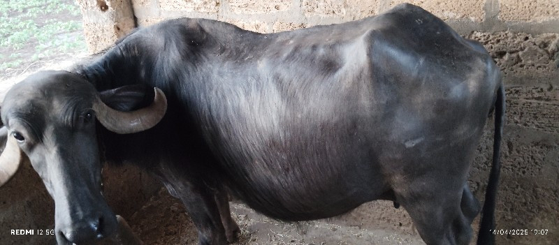ભેંસ વેચવાની છે