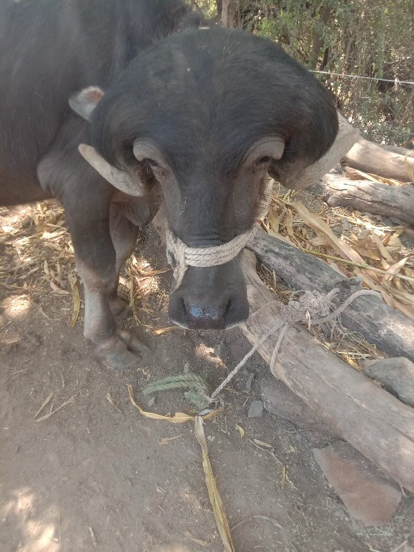 ભેંસ