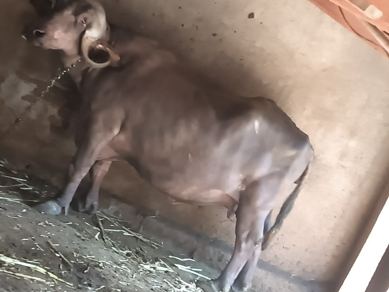 ભેંશ વેશવાનિ સે...