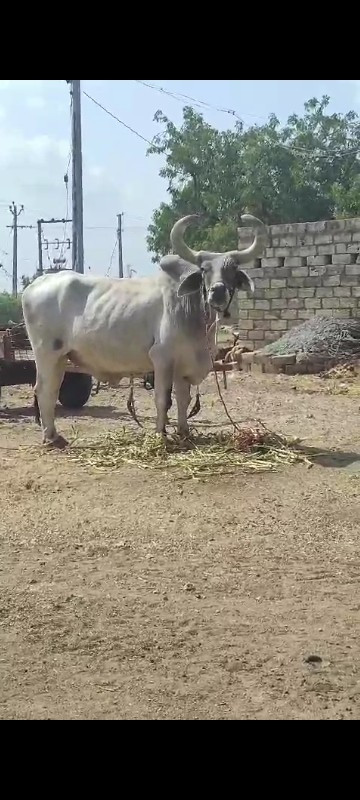 બળદ વેસ વાનો છે