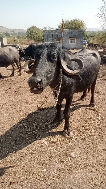 સાત મહિના