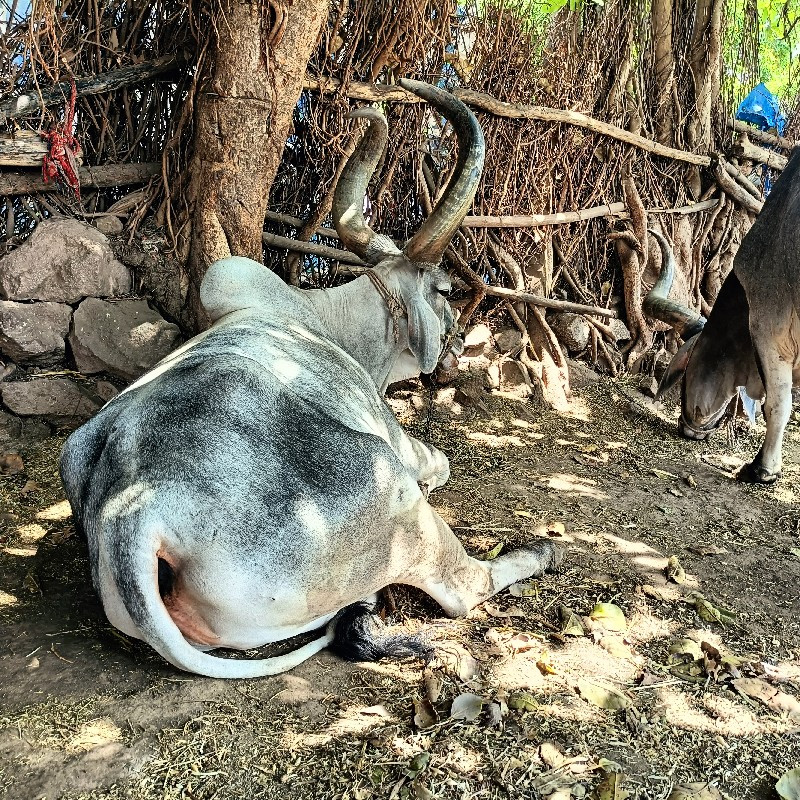 બળદ દેવેને હે