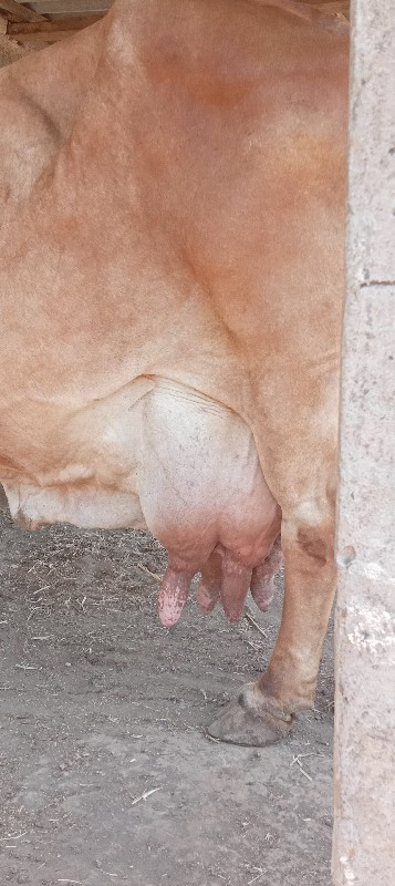 ગાય