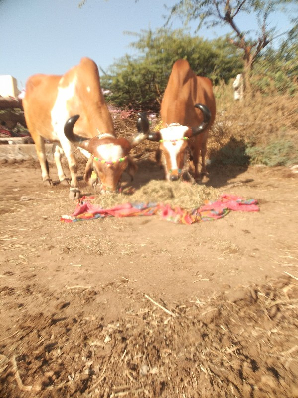 આપણા બેસવાના છે...