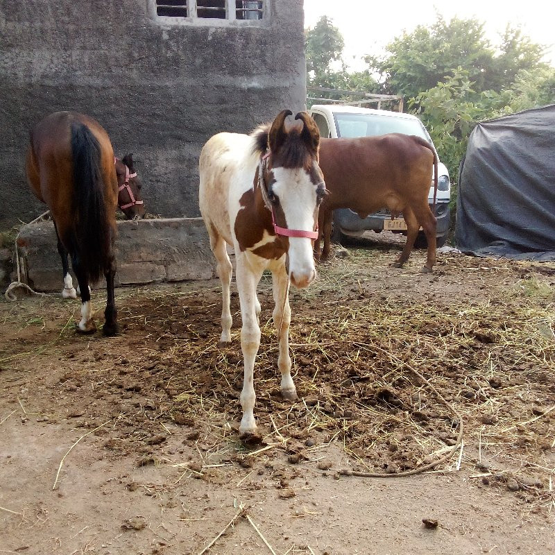 વછેરી વેચવાની છ...