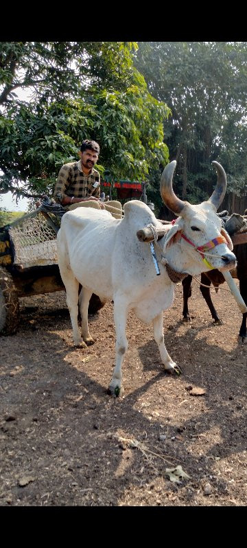 એક વાણી વાવેલો...