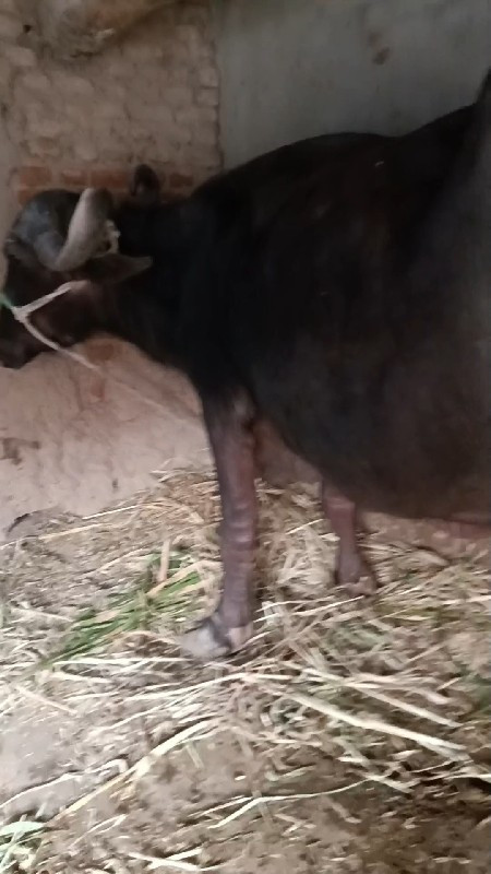 વેશવાની 3 દીવસ...