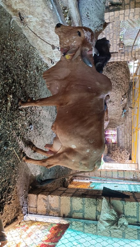 ૧૫ દિવસ ની કાચી...