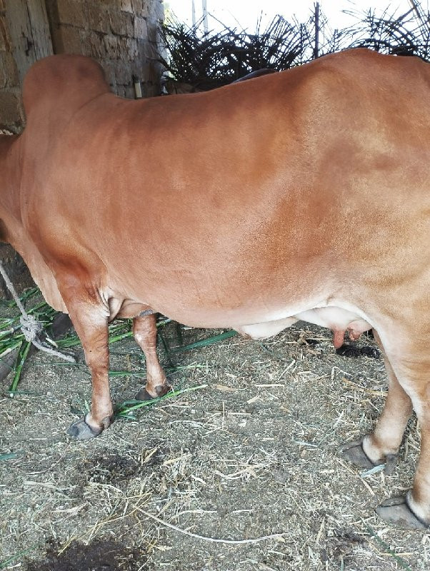 ગીર ગાય વેચવાની...