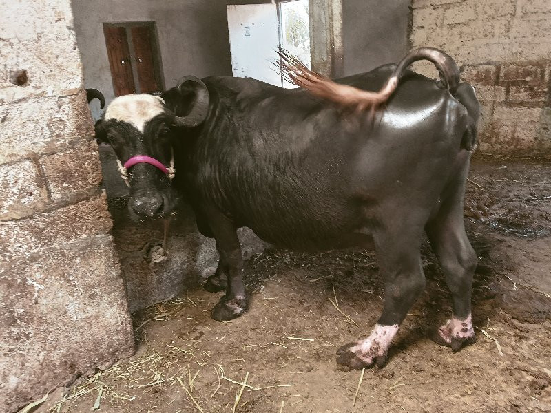 ભેસવેસવાનીસે