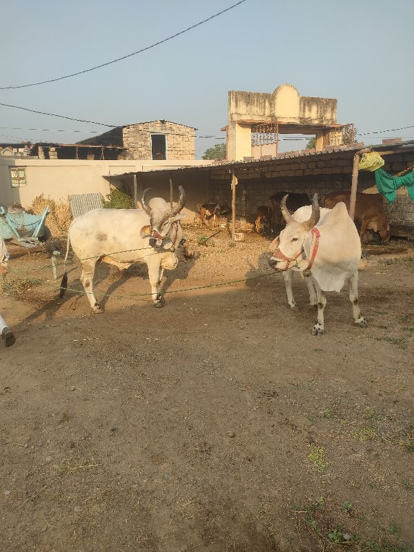 વઢિયાર બળદ