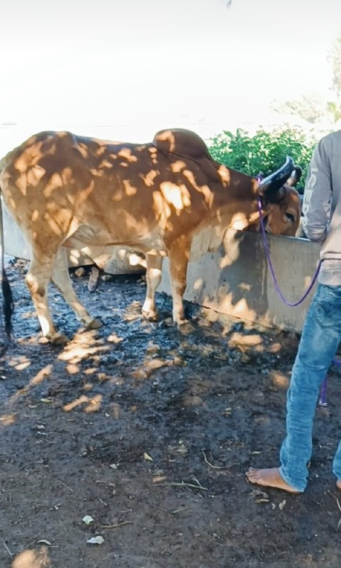 1 વેચવાનો છે