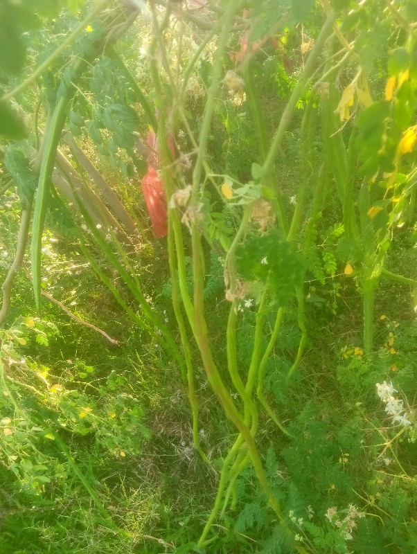 સરઘવો નુ બિયારણ