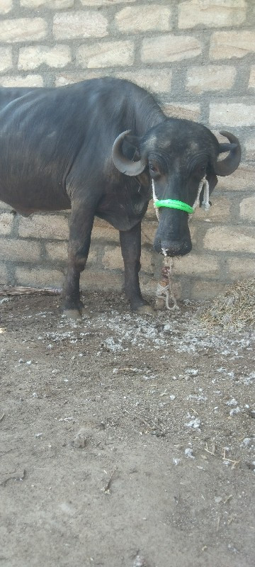 ખડાય