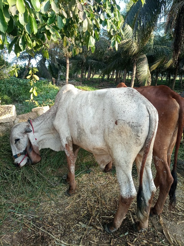 આ વાસલા વેચવાના...