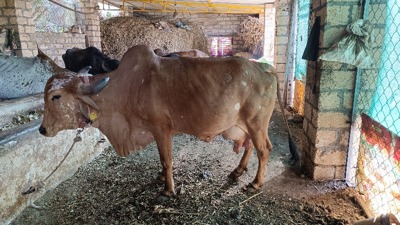 ગીર ગાય વેચવાની...