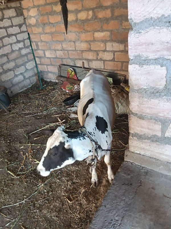 જસી ઓડકી