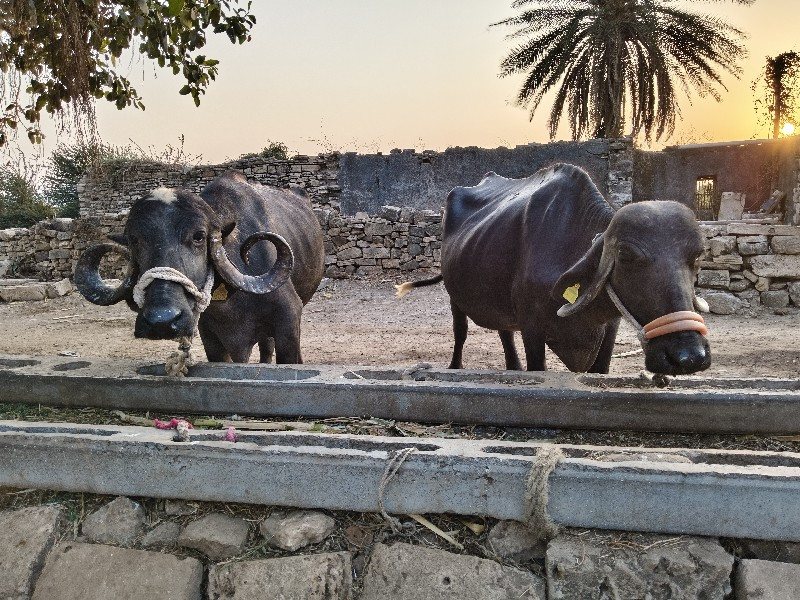 ભેસુ વેસવાની છે