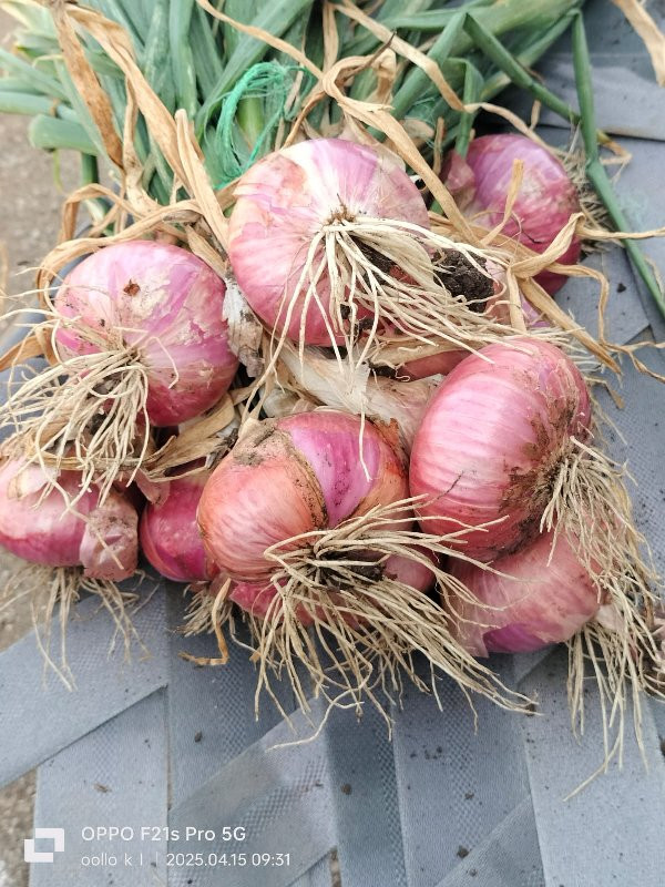 પીળીપતી ડુંગળી