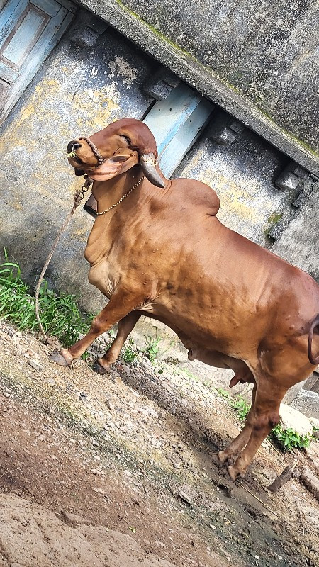 ગીર ગાઇ