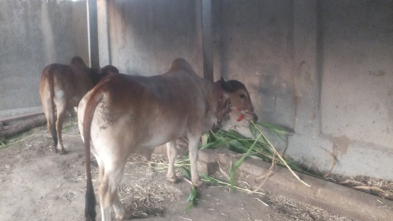 વાછડો વેચવાનો છ...