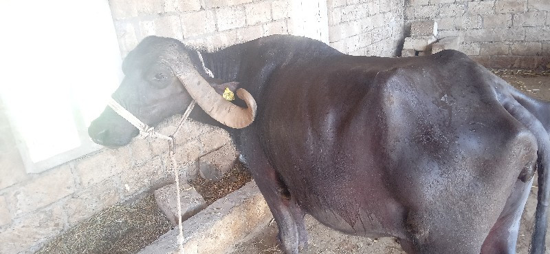 ભેંશ