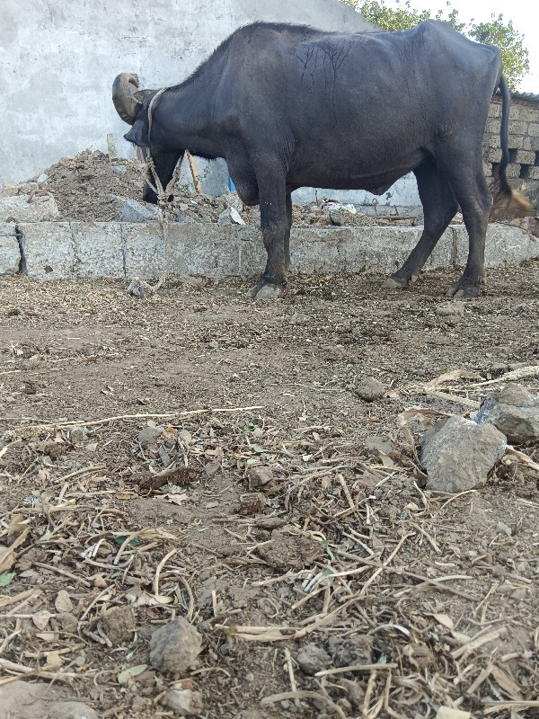 ચાર દાતે ખળેલુ...