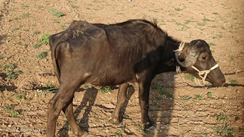 ખડેલી