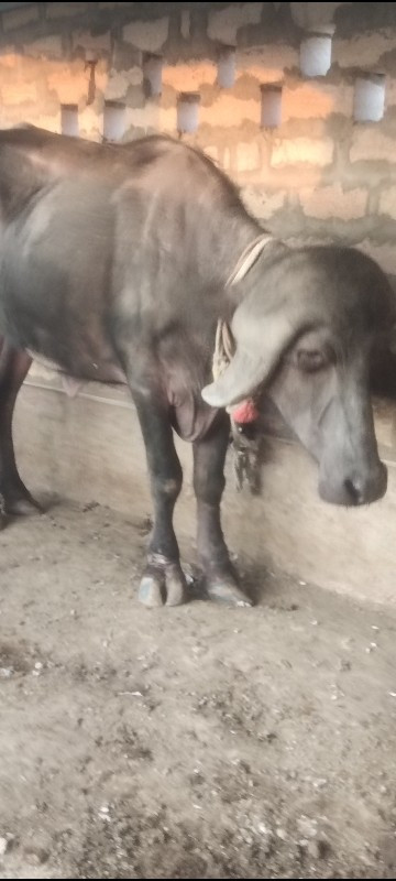 ખડેલી 2 દાત