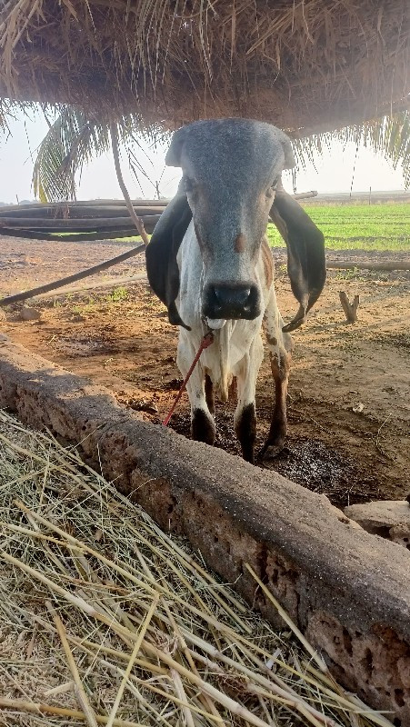 ખુટ  વેચવાનો છે
