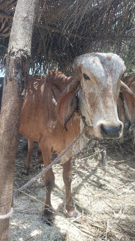 ગોધલો
