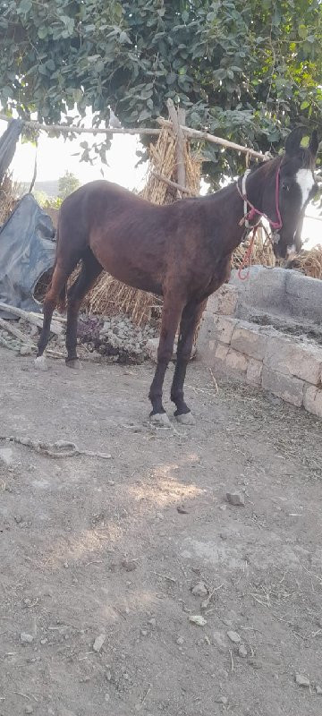 આવા પટાવારી