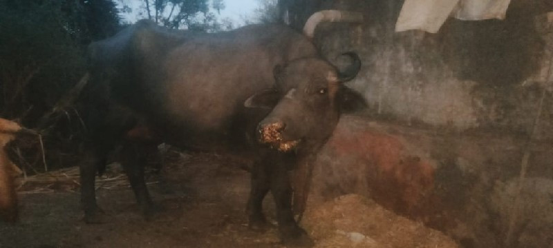 3.ભેસુ વેચવાનીછ...