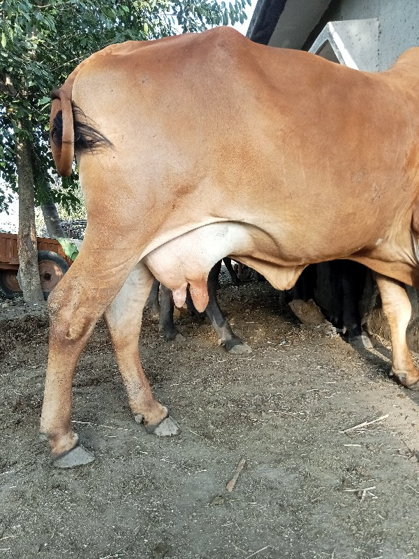 ગાય વેચવાની છે