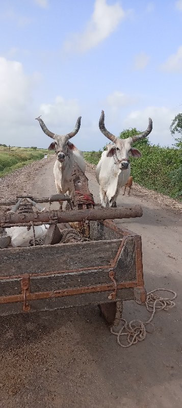 બળદ..વેશવાનાછે