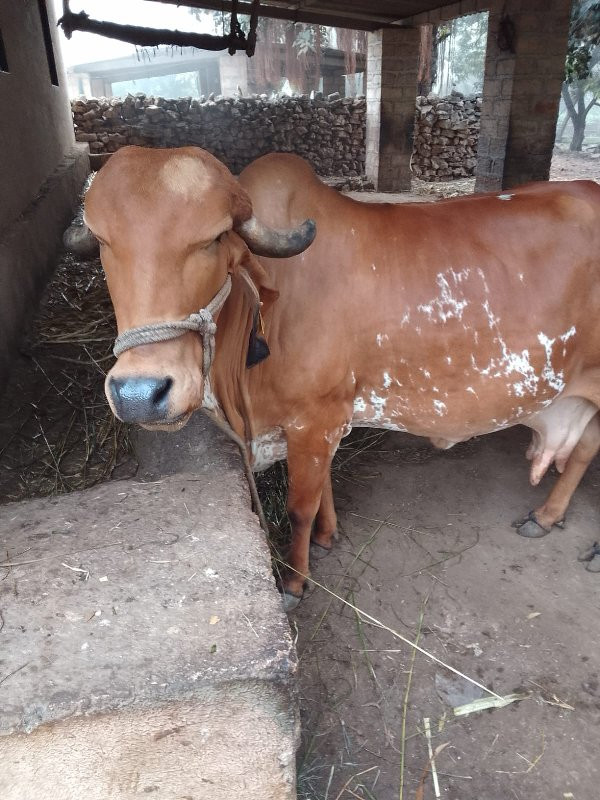 ગાય વેચવાની છે