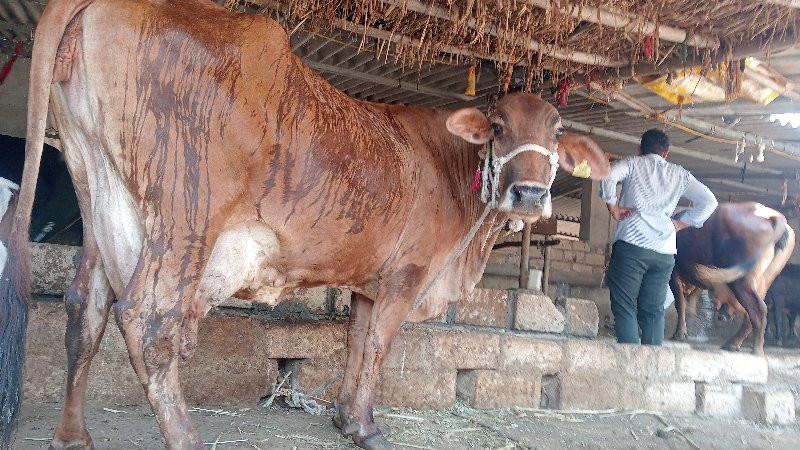 ઍ