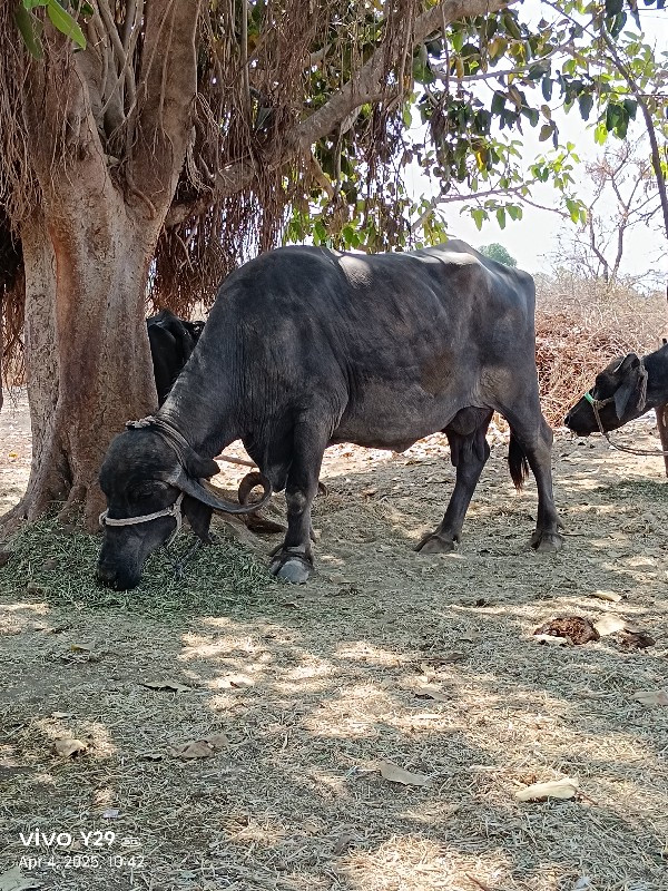 ભેસ