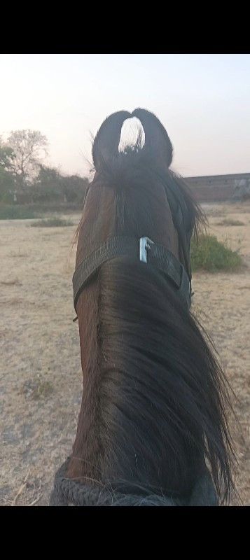 ધોડી લેવાની સે