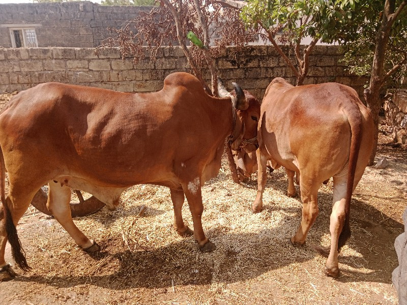peli dhar naa s...