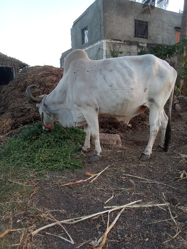 બડદ વેચવાનો છે